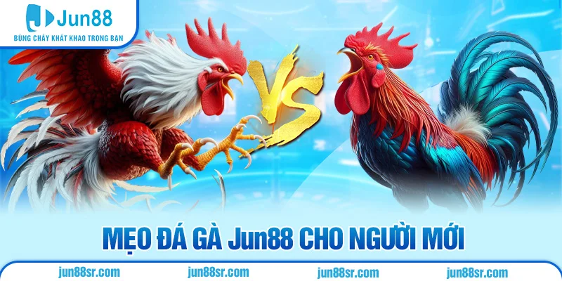 Đá Gà 3 Mẹo đá gà Jun88 cho người mới