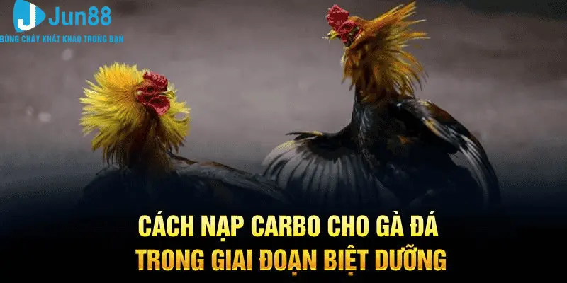 Cách Nạp Carbo Cho Gà Đá Bằng Bắp Vừa Rẻ Mang Lại Lợi Ích Bất Ngờ 1 Cách nạp carbo cho gà đá trong giai đoạn biệt dưỡng