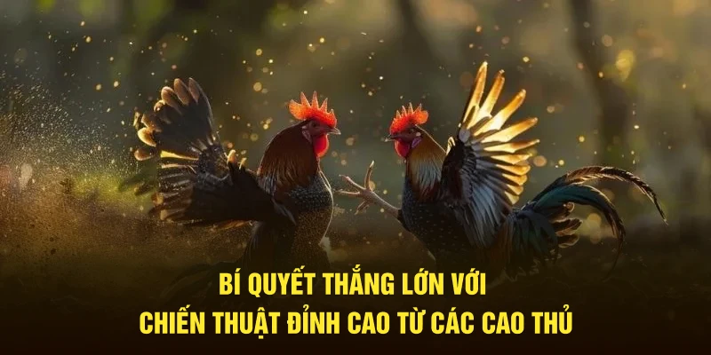 Mẹo Đá Gà Thắng Lớn, Bách Chiến Bách Thắng Tại Trang Chủ Jun88 3 Bí quyết thắng lớn với chiến thuật đỉnh cao từ cao thủ