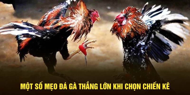 Mẹo Đá Gà Thắng Lớn, Bách Chiến Bách Thắng Tại Trang Chủ Jun88 2 Một số mẹo đá gà thắng lớn khi chọn chiến kê